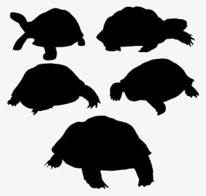 Download Png - Turtle