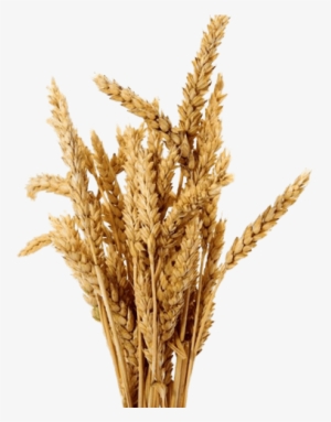 Free Png Barley Png Images Transparent - Name A Better Duo Food