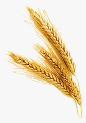 Barley Png File - Wheat Transparent Png