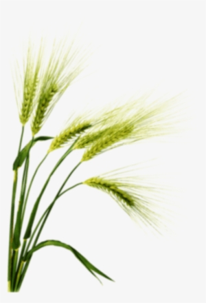 Barley Png Image With Transparent Background - Barley Png