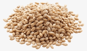 Barley Png Image - Organic Barley