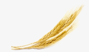 2 Robs Barley Icon Copy 2nd Version - Icon