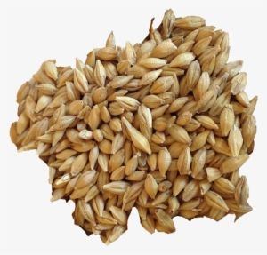 Barley Png Image - Organic Barley - 1500x1000 PNG Download - PNGkit