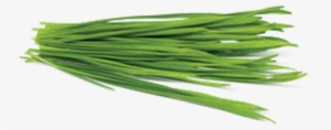 Barley Grass - Barley