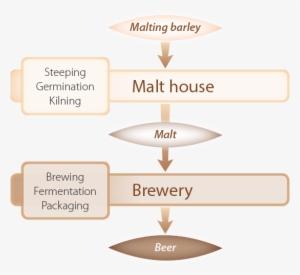 Beer Production Diagram - Graphics