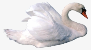 Download Amazing High-quality Latest Png Images Transparent - Swan Png