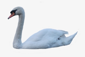 Swan Png - Swan Transparent