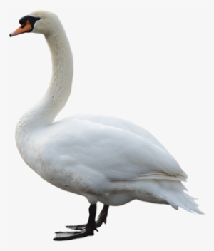 Swan Png Pic - Birds In Water Png