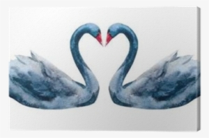 Cisne Aquarela