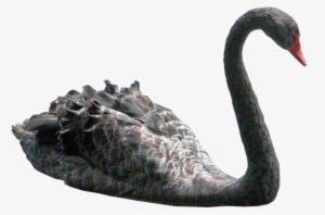 Swan - Black Swan Bird Transparent
