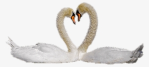 Animals - Swans - Cisnes Png
