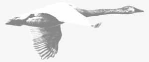 Swan-cropped - Portable Network Graphics