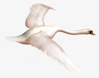 Swan - Swan Flying Transparent Fond