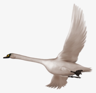 Transparent Swan