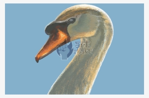 Swan Graphics Art Painting Blue Sky - Trumpeter Swan
