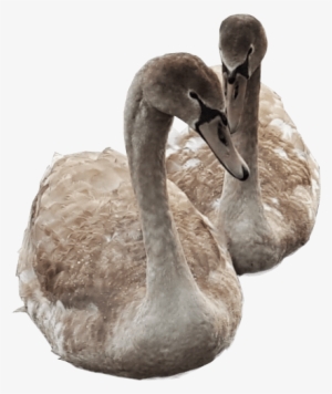 Cygnets Swimming Png Image Transparent Background Swans - Transparent Duck Swimming