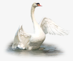 Visit - Tubes Cygnes