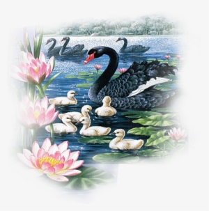 Page - Shirley Barber