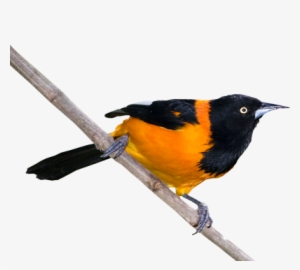 Ave Nacional De Venezuela Psd - Turpial De Venezuela Png