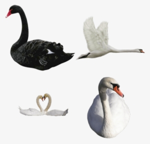 Black Swan