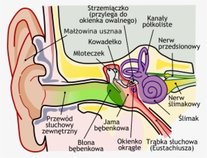 Human Ear Diagram, - Anatomy Of The Human Ear