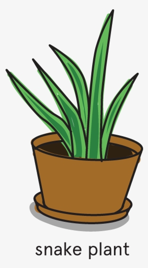 Our Favorite House For Improving Air Quality - Snake Plant Clipart