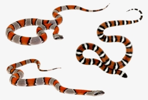 Wild Snakes - Brush