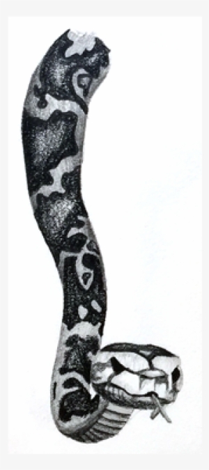 Python Pencil Illustration - Illustration