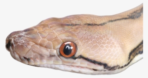 Animals Snake Pngmart002 Load20180523 Transparent Png - Portable Network Graphics