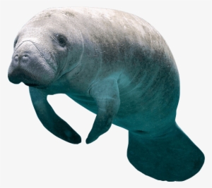 How To Swim With Manatees In Florida - Sri Lanka Snorkeling With Whales