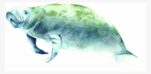 Florida Manatee Print - Florida