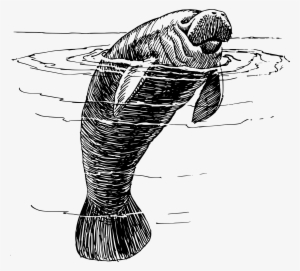 Manatee Png