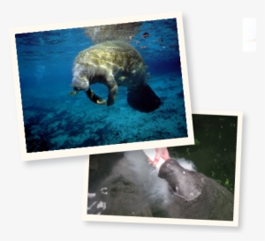 Course Information - University Of Florida College Of Veterinary Medicine