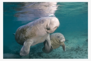 Manatee Mother & Child Canvas Print - Walrus