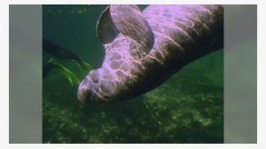 Underwater Photography Course