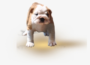 Gallery - Toy Bulldog