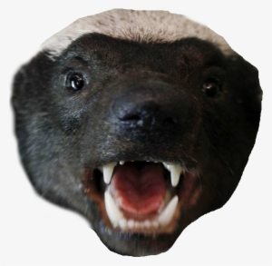 Honey Badger Png Clipart Library Stock - Honey Badger