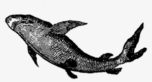 Regardless, Both Of These Shark Images Are Great And - Vintage Fishing Clipart Transparent