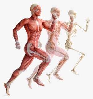 «счастье Человека» - Темы - « - Corpo Humano Em Movimento