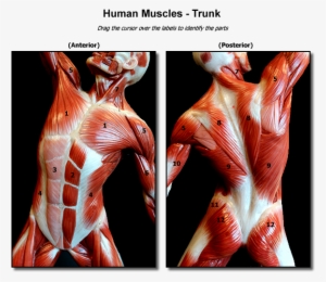 Muscle Png Free Hd Muscle Transparent Image Pngkit - roblox muscles free