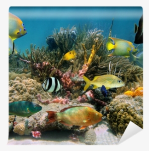 Underwater Scenery With Colorful Sea Life Wall Mural - Dingle Oceanworld Aquarium