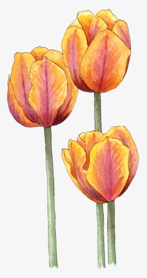 Illustration By Helen Krayenhoff - Sprenger's Tulip