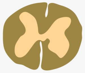 Open - Spinal Cord Cross Section Png