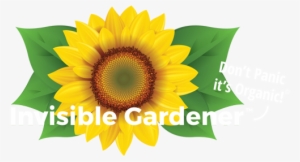 Vector Sunflower, Realistic Square Sticker 3" X 3"