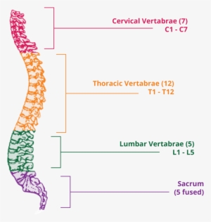 Below Those Are Five Sacral Vertebrae, Which Are Fused - Clip Art