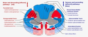 1280px-spinal Cord Tracts - Spinal Tracts