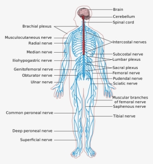 Nervous System In The Human Body
