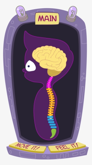 The Spinal Cord Has Levels - Brain And Spinal Cord Cartoon
