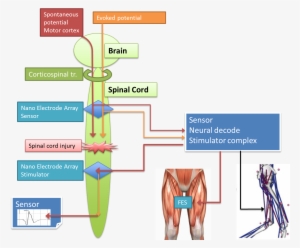 Spinal Cord Computer Interface - Spinal Cord