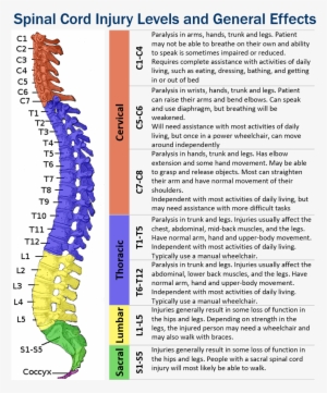 Spinal Cord Injury Levels